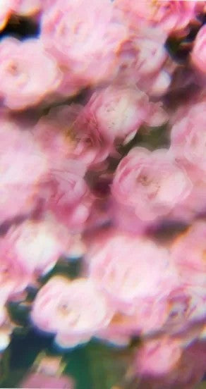 Hand Cream - Sweet Surrender, 75g