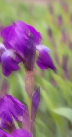 Perfume Oil - Craving the Moment, 10ml