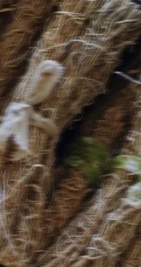 Perfume Oil - Craving the Moment, 10ml