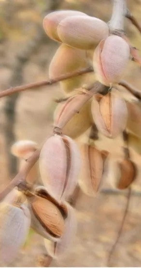 Perfume Oil - Craving the Moment, 10ml