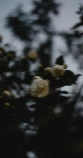 Parfüümiõli - Midsummer, 10ml