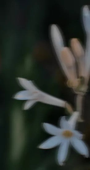 Parfüümiõli - Midsummer, 10ml