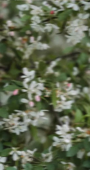Parfüümiõli - Midsummer, 10ml