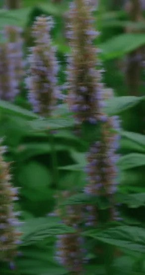 Perfume Oil - Original Sin, 10ml