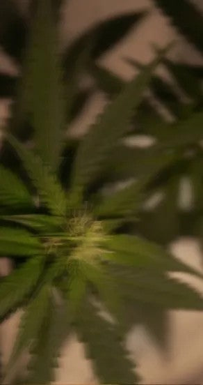 Spray Perfume - Incognito, 15ml, 50ml