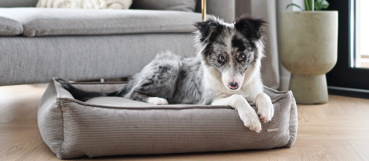 Labbvenn velvetist koeravoodi "Strippo" - Mokka